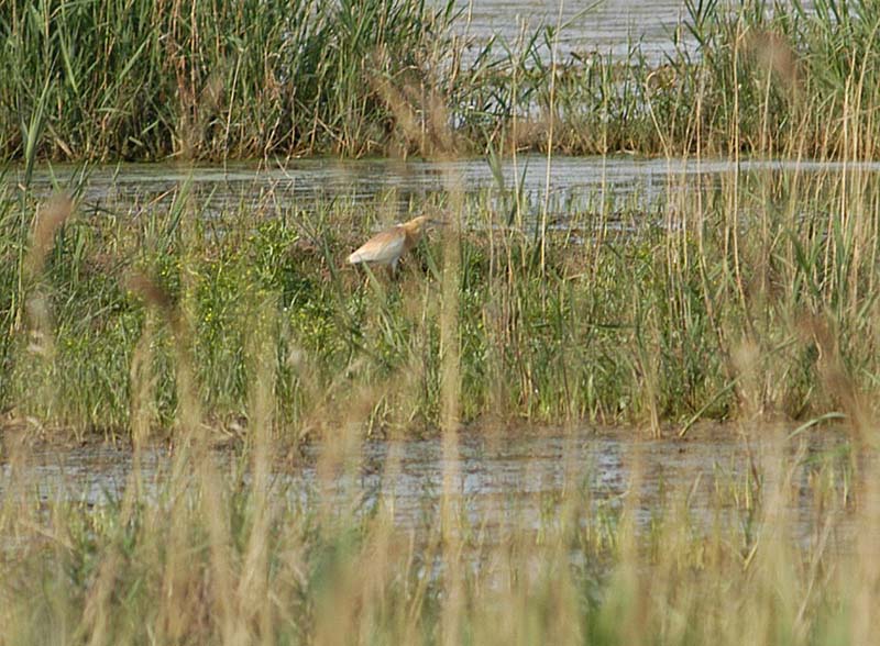 Squacco Heron