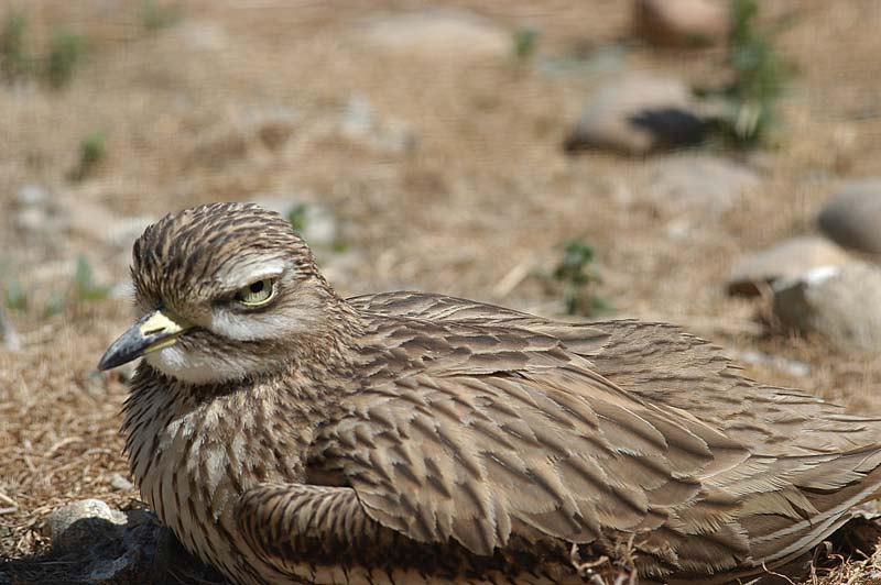 Stone Curlew 1