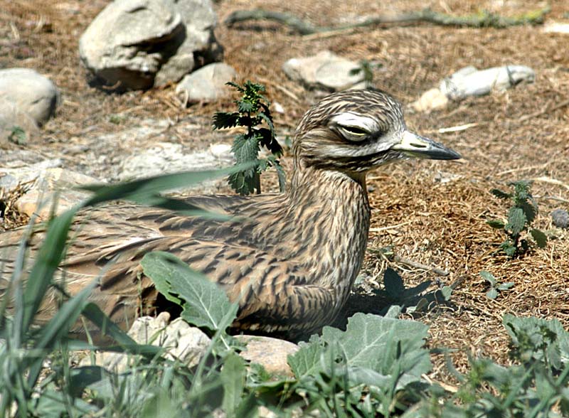 Stone Curlew 2