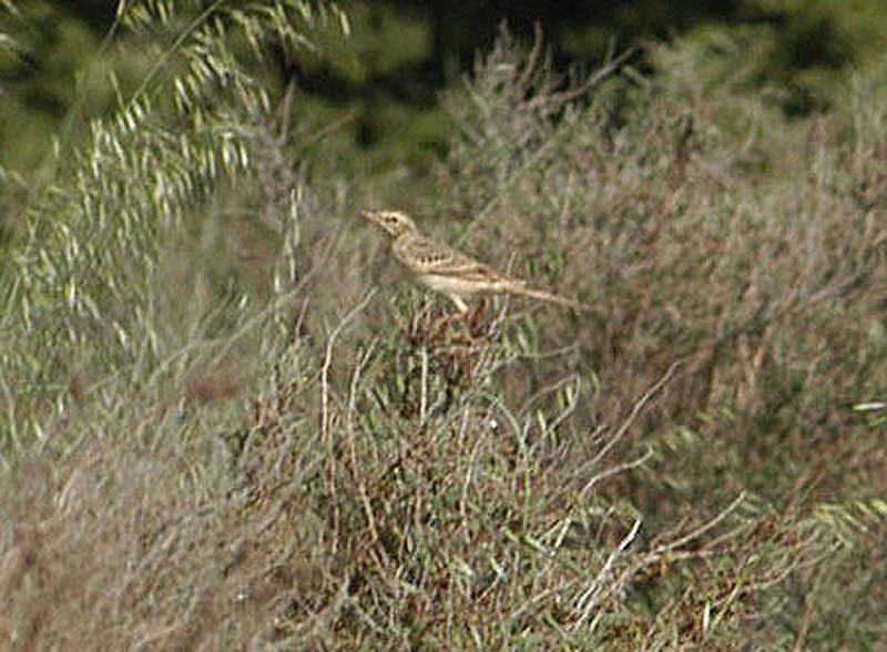 Tawny Pipit