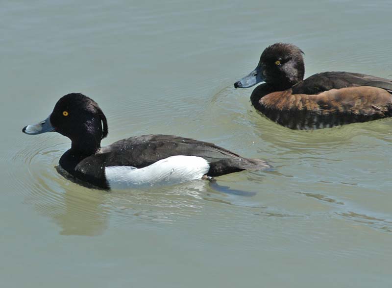 Tufted Duck 1