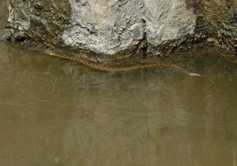 Water Snake