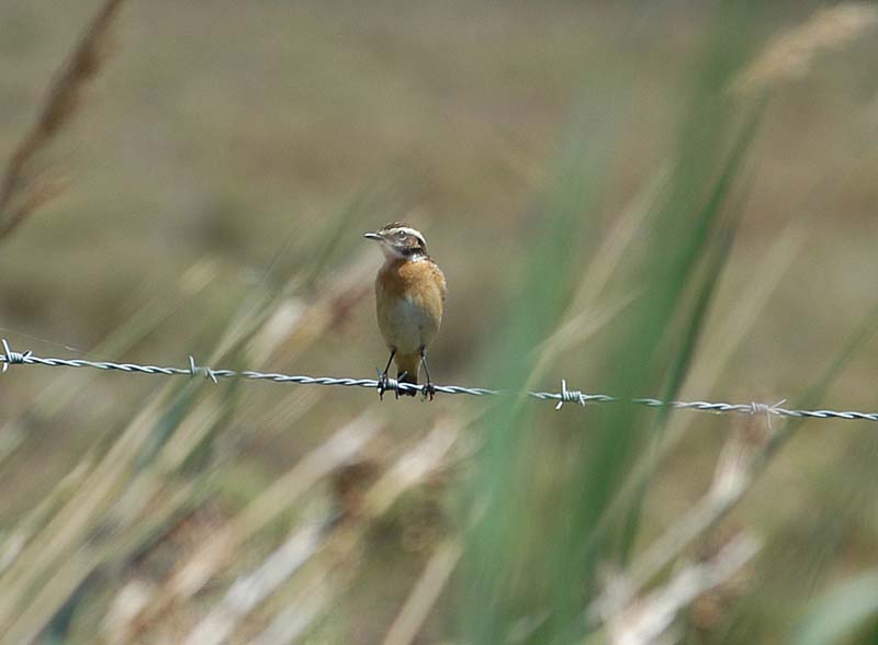 Whinchat