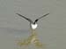 Black Winged Stilt