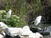 Both Egrets