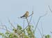 Corn Bunting