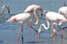 Flamingoes 1