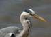 Heron 3