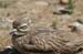 Stone Curlew 1