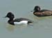 Tufted Duck 1