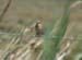 Whinchat